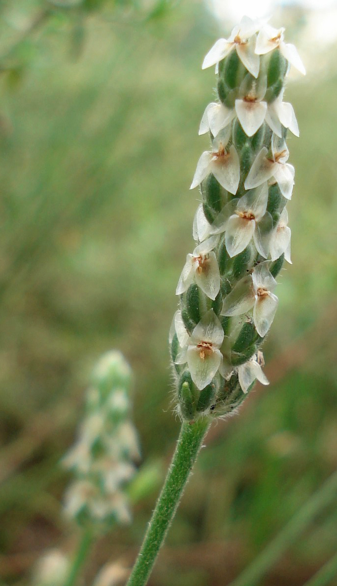 Plantago wrightiana