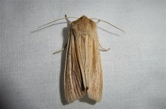 Ichneutica semivittata