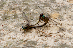 Arigomphus pallidus
