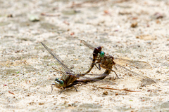 Arigomphus pallidus