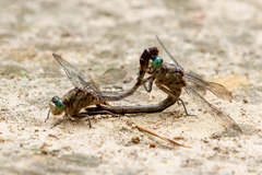 Arigomphus pallidus