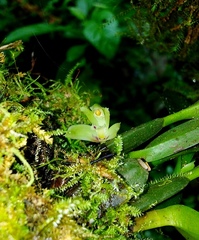 Maxillaria friedrichsthalii