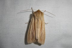 Ichneutica semivittata