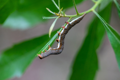 Catocala muliercula