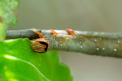 Catocala muliercula