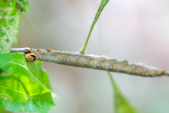 Catocala muliercula