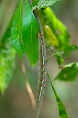 Catocala muliercula