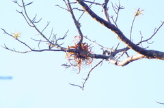 Tillandsia roland-gosselinii