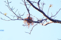 Tillandsia roland-gosselinii
