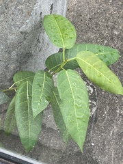 Ficus virens