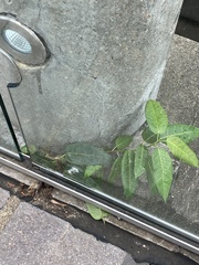 Ficus virens