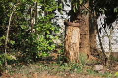 Lonchura kelaarti