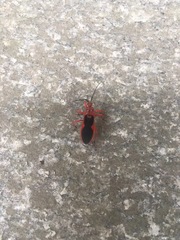 Labidocoris pectoralis