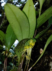 Pleurothallis ruscifolia