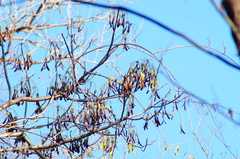 Gyrocarpus mocinoi