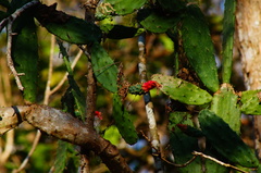 Opuntia karwinskiana