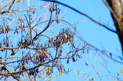Gyrocarpus mocinoi