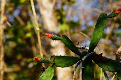 Opuntia karwinskiana