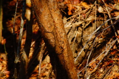 Opuntia karwinskiana