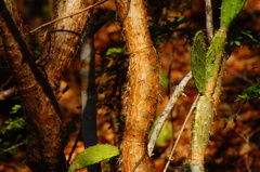 Opuntia karwinskiana