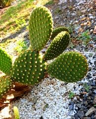 Opuntia microdasys