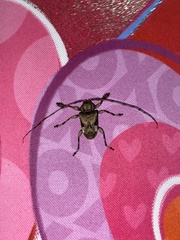 Lagocheirus araneiformis