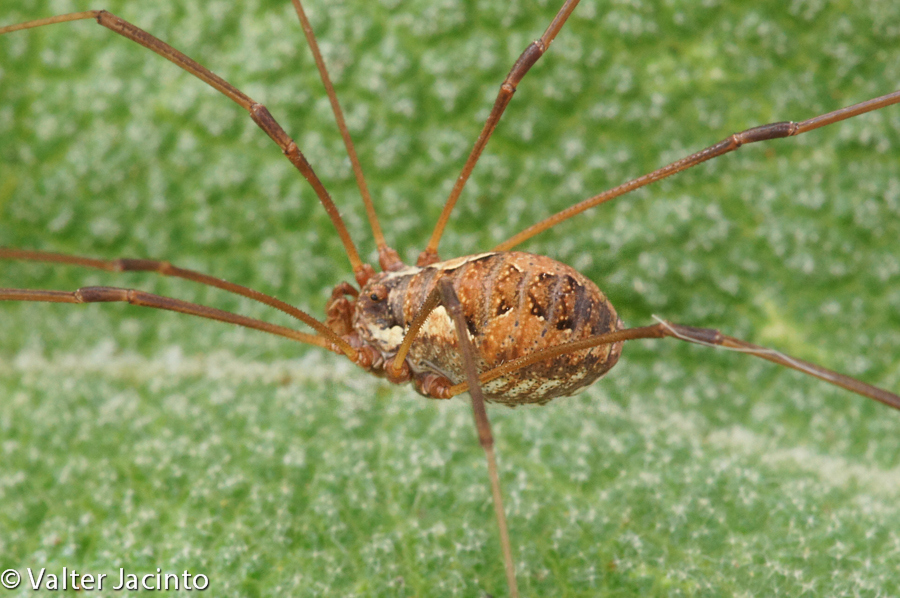 Harvestman - Daddy Longlegs - North American Insects & Spiders