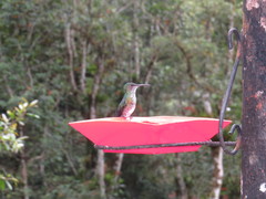 Heliodoxa imperatrix