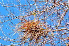Tillandsia roland-gosselinii