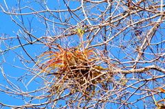 Tillandsia roland-gosselinii
