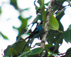 Tangara labradorides