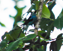 Tangara labradorides