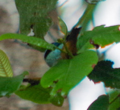 Tangara labradorides