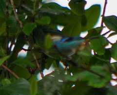 Tangara labradorides