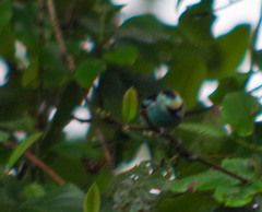 Tangara labradorides