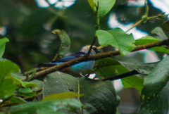 Tangara labradorides