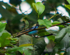 Tangara labradorides