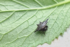 Gasteracantha diardi