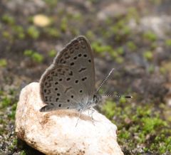 Zizeeria knysna knysna