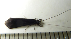 Mystacides sepulchralis