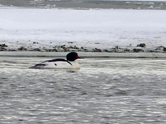 Mergus merganser