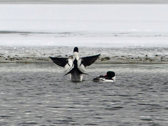 Mergus merganser