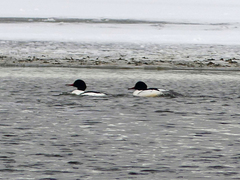 Mergus merganser