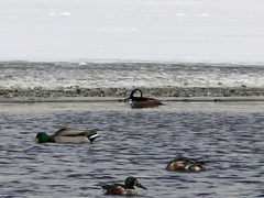 Lophodytes cucullatus