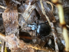 Scaphinotus interruptus