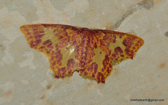 Chrysocraspeda
