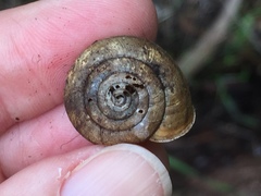 Helminthoglypta contracostae