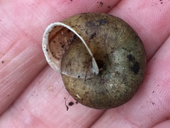 Helminthoglypta contracostae