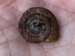 Helminthoglypta contracostae