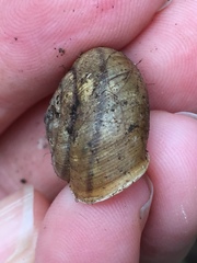 Helminthoglypta contracostae